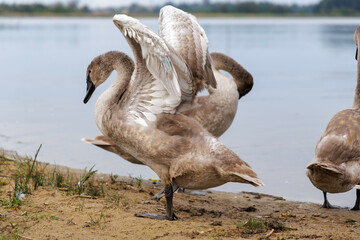  Cygnet Standing with Head Raised
