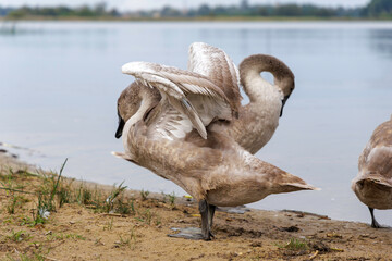 Cygnet Standing in Profile by Water