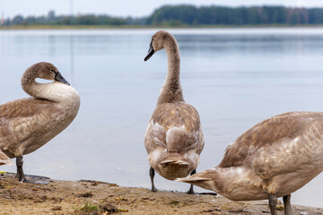Cygnet Preening with Arched Neck