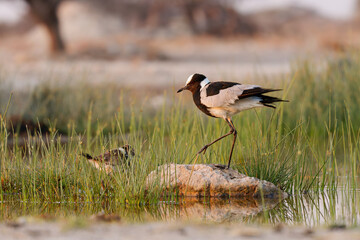 Blacksmith Lapwing or blacksmith plover - Vanellus armatus is black and white and grey bird commonly from Kenya through central Tanzania to southern and southwestern Africa, female with chicks