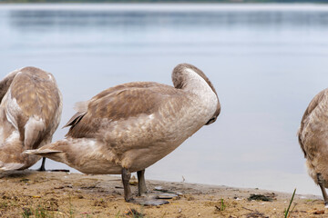 Cygnet Drinking on Grassy Bank