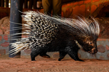 Cape porcupine Hystrix africaeaustralis or Cape crested or South African porcupine, native to central and southern Africa, largest rodent in Africa, covered in long spines