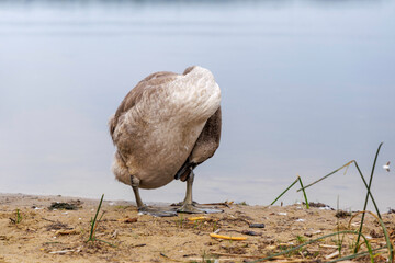  Cygnet Portrait Looking Sideways