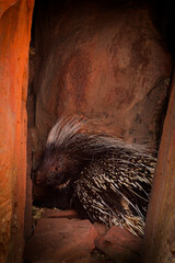 Cape porcupine Hystrix africaeaustralis or Cape crested or South African porcupine, native to central and southern Africa, largest rodent in Africa, covered in long spines