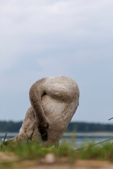 Cygnet Standing with Ruffled Neck