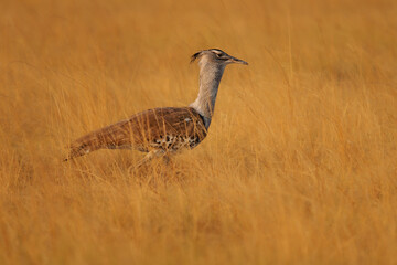 Kori Bustard - Ardeotis kori the largest flying bird native to Africa, order Otidiformes, big walking grey and brown ground-dwelling bird, found throughout southern Africa in Namibia savannah