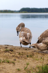 Cygnet Preening with Head Down