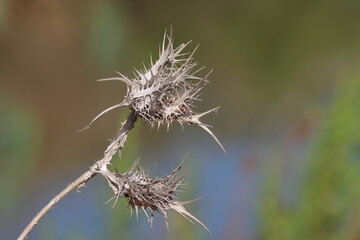 Thistle in the wild, close-up of thorns.