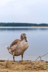 Cygnet Standing with Ruffled Feathers
