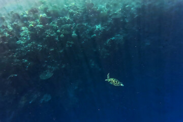 Green sea turtle Chelonia mydas also black (sea) turtle or Pacific green turtle, sea turtle in Cheloniidae. Adult huge turtles swimming under the water and feed on the coral reef in Indonesia