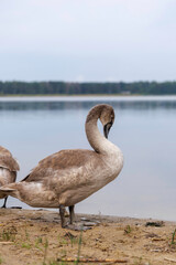 Cygnet Swimming in Shallow Water