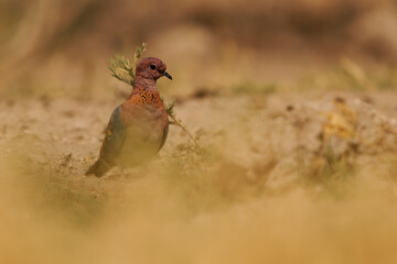 Laughing dove Spilopelia senegalensis small pigeon resident breeder in Africa, Middle East, South Asia and Western Australia, long-tailed birdfound in dry scrub and semi-desert feeding on ground