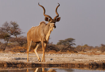 Greater Kudu - Tragelaphus strepsiceros woodland antelope found throughout eastern and southern Africa, narrow body with long legs, large horns with two and a half twists, drinking at waterhole