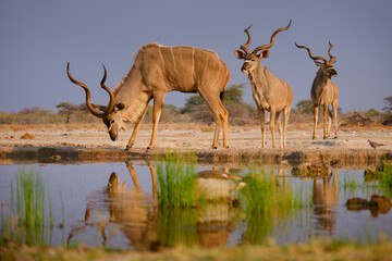 Greater Kudu - Tragelaphus strepsiceros woodland antelope found throughout eastern and southern Africa, narrow body with long legs, large horns with two and a half twists, drinking at waterhole