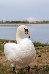 White Mute Swan Profile Portrait