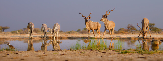Greater Kudu - Tragelaphus strepsiceros woodland antelope found throughout eastern and southern Africa, narrow body with long legs, large horns with two and a half twists, drinking at waterhole