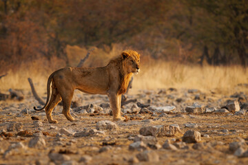 Lion - Panthera leo king of the animals. Lion - the biggest african cat in Etosha National Park in Namibia Africa, walk in desert around the giraffes during sunset, hunting hunter