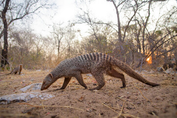 Zebra Banded mongoose Mungos mungo is native from the Sahel to Southern Africa in savannas, open forests and grasslands and feeds primarily on beetles and millipedes. Family troop