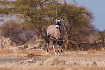 Gemsbok or South African oryx - Oryx gazella, large antelope endemic to dry regions of Botswana, Namibia, South Africa and Zimbabwe, mainly the Kalahari and Namib Deserts