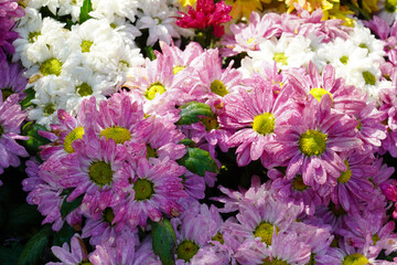 colorful chrysanthemum flowers soaked in morning dew