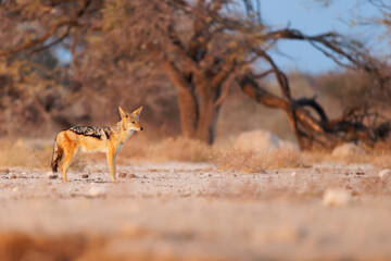 Black-backed Jackal - Canis mesomelas  or saddle-backed, grey, silver-backed, red, and golden jackal, canid native to two areas of Africa, very ancient species, walking in Etosha in Namibia