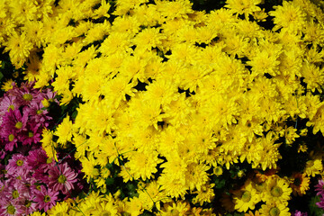colorful chrysanthemum flowers soaked in morning dew