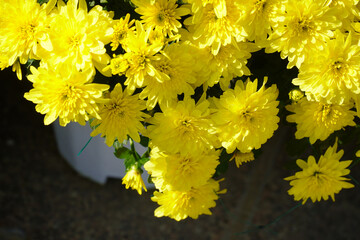 colorful chrysanthemum flowers soaked in morning dew