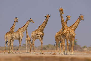 Angolan or Namibian or Smokey giraffe - Giraffa giraffa angolensis, formerly Giraffa camelopardalis angolensis, subspecies of Southern Giraffe found in Namibia, Zambia, Botswana, Zimbabwe and Angola