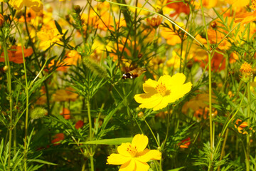 cosmos garden