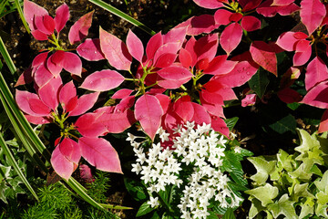 Poinsettia