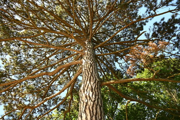 Rezerwat Przyrody Wielka Kępa. Bydgoszcz-Fordon. Poland. Wielka Sosna.