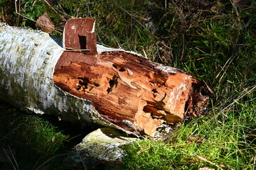 Rezerwat Przyrody Wielka Kępa. Bydgoszcz-Fordon. Poland. 