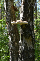 Rezerwat Przyrody Wielka Kępa. Bydgoszcz-Fordon. Poland. Huba,