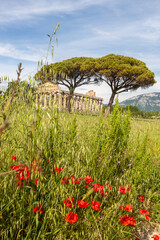 The Temple of Athena, built around 500 BC, among the best preserved ancient Greek temples in the world in Paestum, Campania, Italy: poppies (Papaver rhoeas) in the foreground.