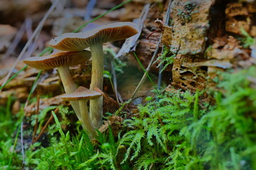 Rezerwat Przyrody Wielka Kępa. Bydgoszcz-Fordon. Poland. Grzyby leśne.