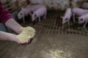 Farmer feeding piglets on ranch © Budimir Jevtic