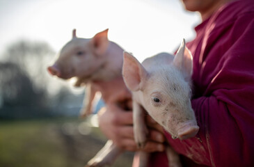 Holding piglets on sunny farm day in autumn © Budimir Jevtic