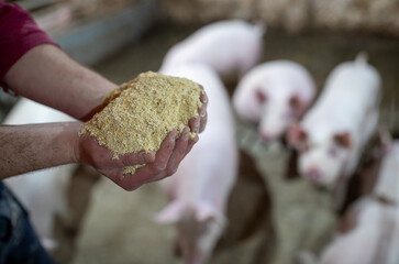 Farmer feeding piglets on ranch © Budimir Jevtic