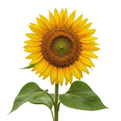 Fototapeta premium Bright yellow sunflower with green leaves and brown center isolated on a transparent background petals