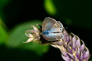 butterfly on a flower ウラナミシジミさん