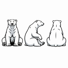 Polar Bear Sitting Illustration Front Side Back View Vector Set