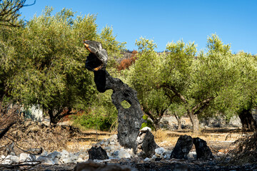 Zakynthos- verbrannter Olivenbaum nach Waldbrand um Agalas