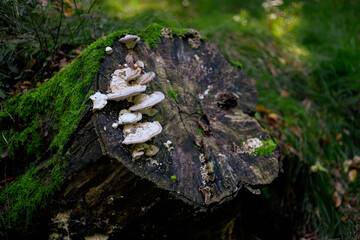 grzyby, las, jesień, liście,przyroda, natura, drzewa, pień, kora,mech