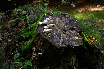 grzyby, las, jesień, liście,przyroda, natura, drzewa, pień, kora,mech © Estera