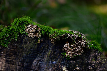 grzyby, las, jesień, liście,przyroda, natura, drzewa, pień, kora,mech © Estera