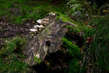 grzyby, las, jesień, liście,przyroda, natura, drzewa, pień, kora,mech © Estera