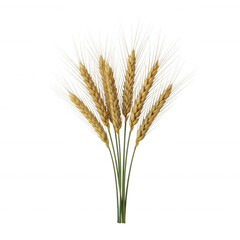 Fototapeta premium Golden wheat stalks with delicate white awns isolated on a transparent background grain yellow