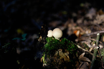 grzyby, las, jesień, liście,przyroda, natura, drzewa, pień, kora,mech © Estera