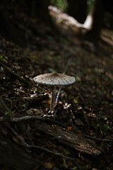 grzyby, las, jesień, liście,przyroda, natura, drzewa, pień, kora,mech © Estera