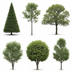 Obraz premium Six different tree species with varying shapes and sizes isolated on a white background for design use